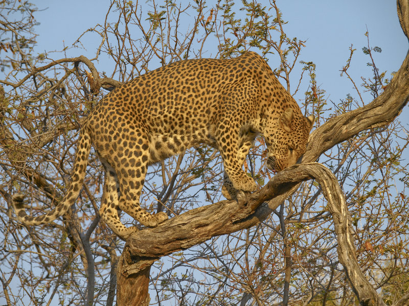 Amani Lodge, Leopard